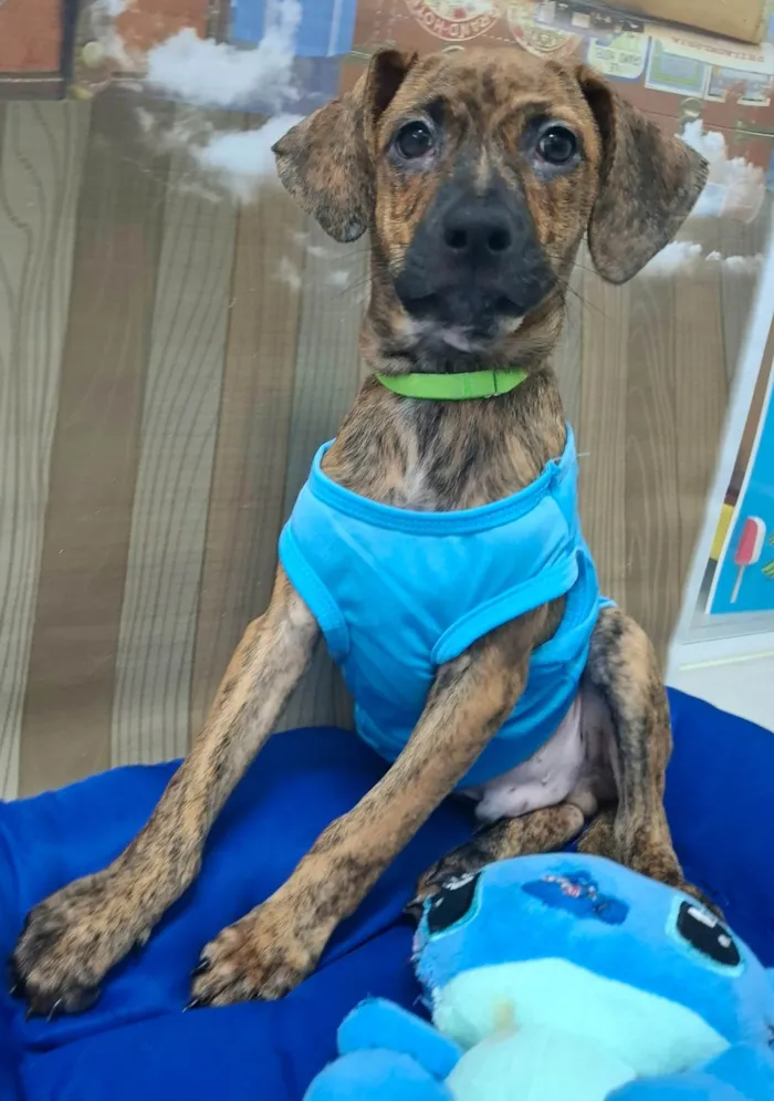 Cachorro ra a SRD-ViraLata idade 2 a 6 meses nome Dudu