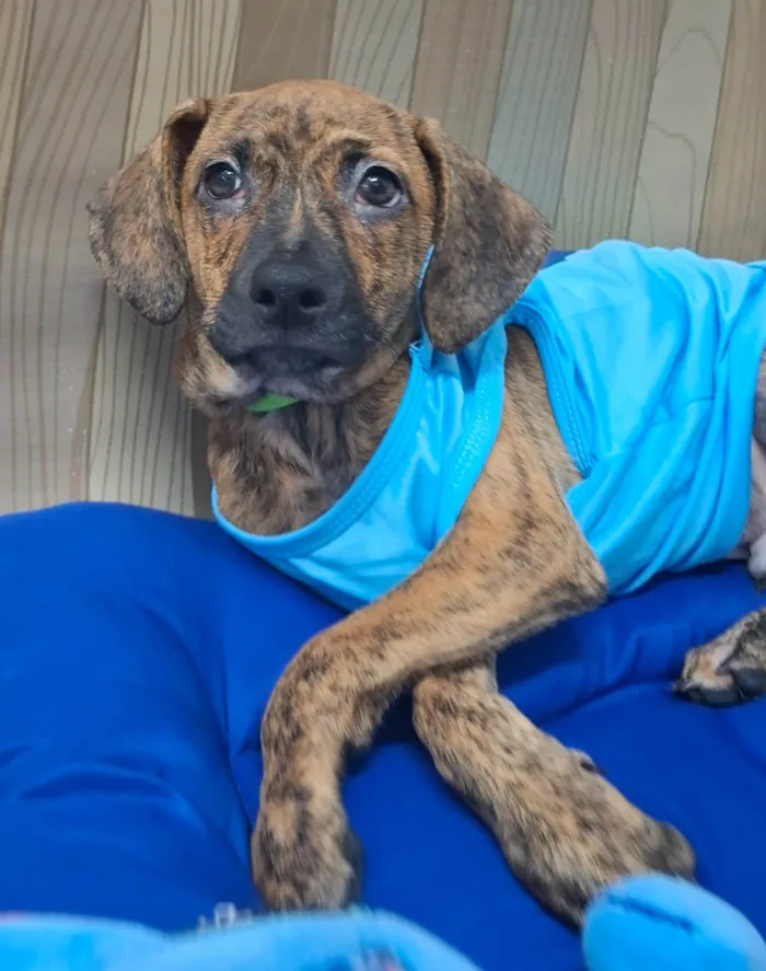 Cachorro ra a SRD-ViraLata idade 2 a 6 meses nome Dudu