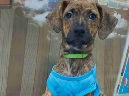 Cachorro raça SRD-ViraLata idade 2 a 6 meses nome Dudu
