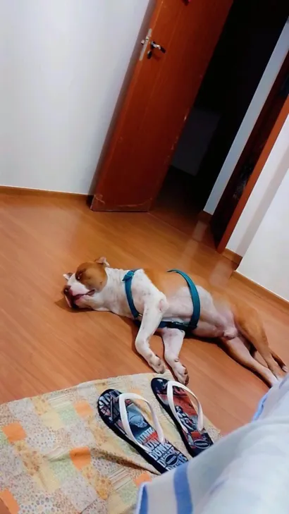 Cachorro raça Pit-Bull idade 2 anos nome Luck