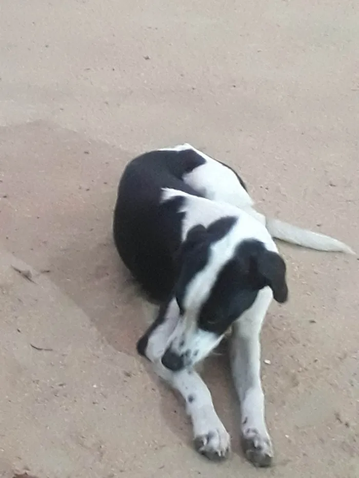 Cachorro ra a Perdigueiro  idade 7 a 11 meses nome Não tem nome 
