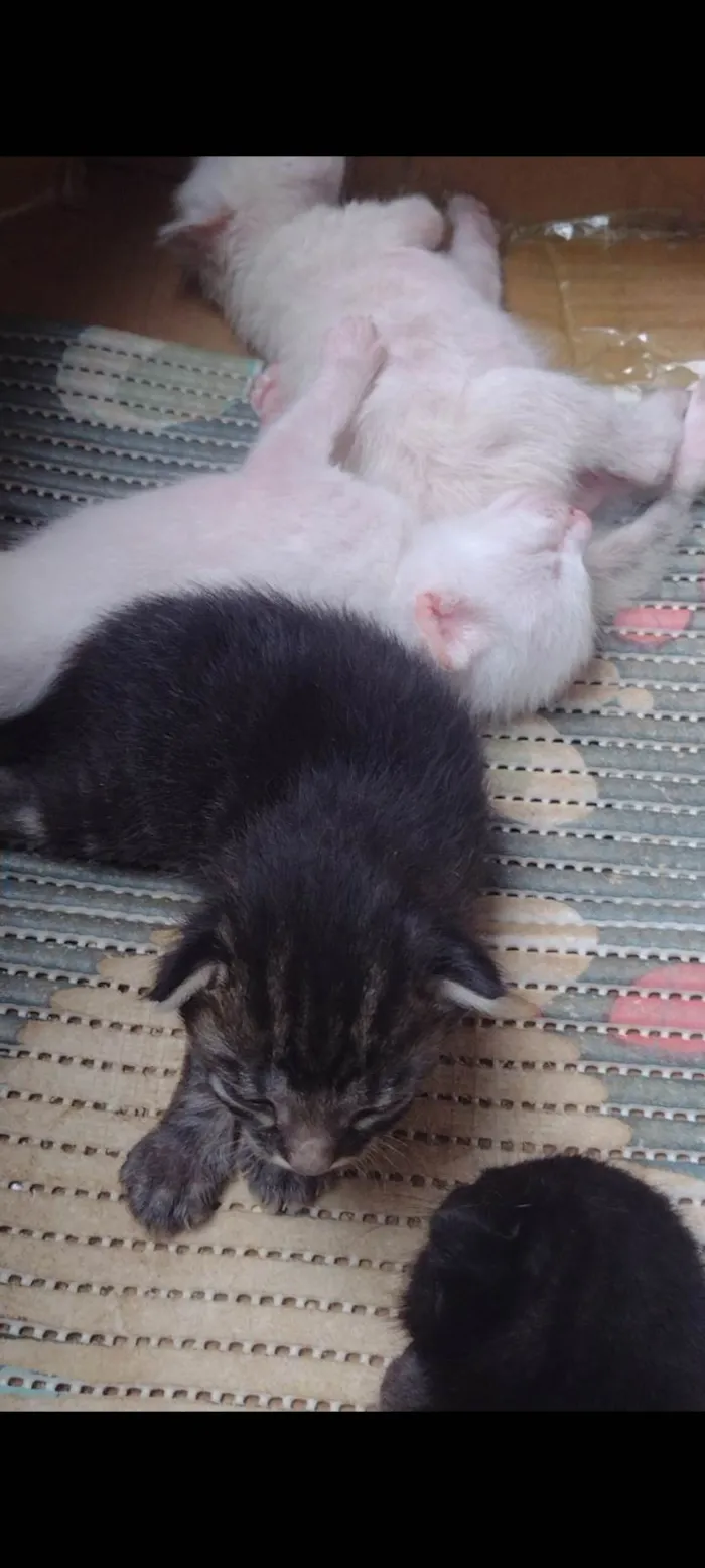 Gato ra a SRD-ViraLata idade 1 ano nome luna 