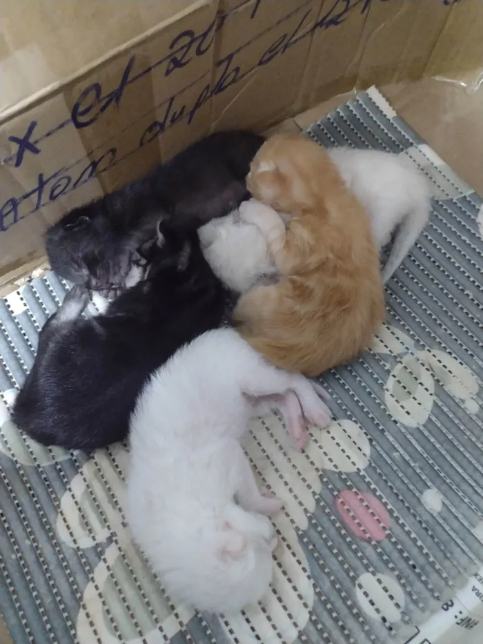 Gato ra a SRD-ViraLata idade 1 ano nome luna 