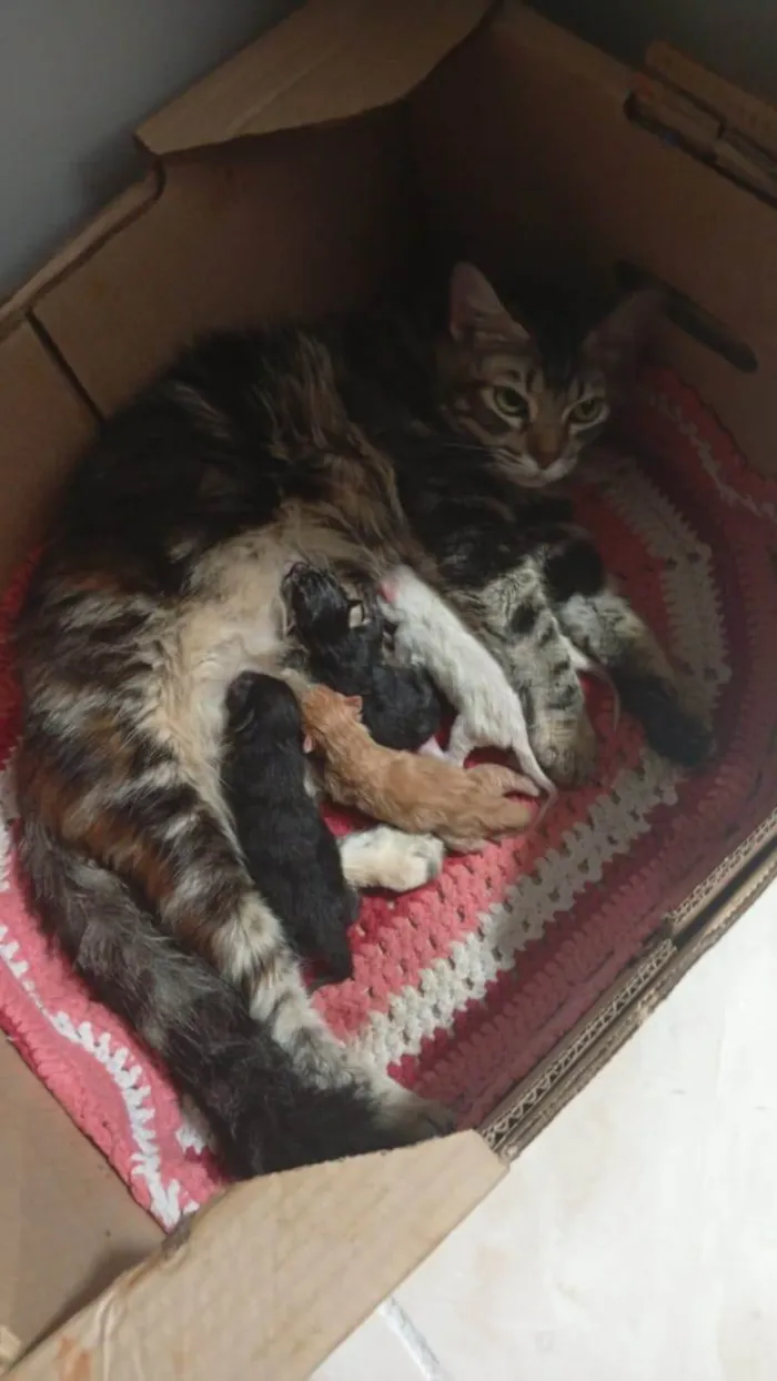 Gato ra a SRD-ViraLata idade 1 ano nome luna 