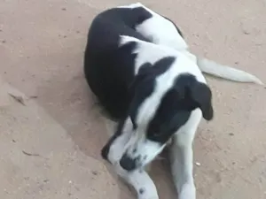 Cachorro raça Perdigueiro  idade 7 a 11 meses nome Não tem nome 