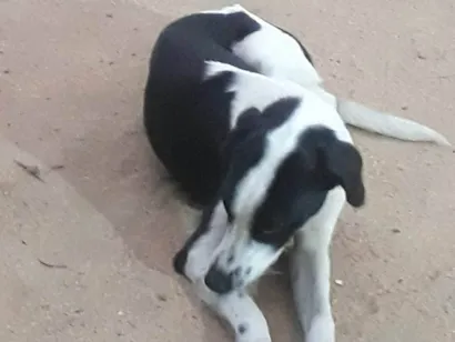 Cachorro raça SRD-ViraLata idade 7 a 11 meses nome Não tem nome 