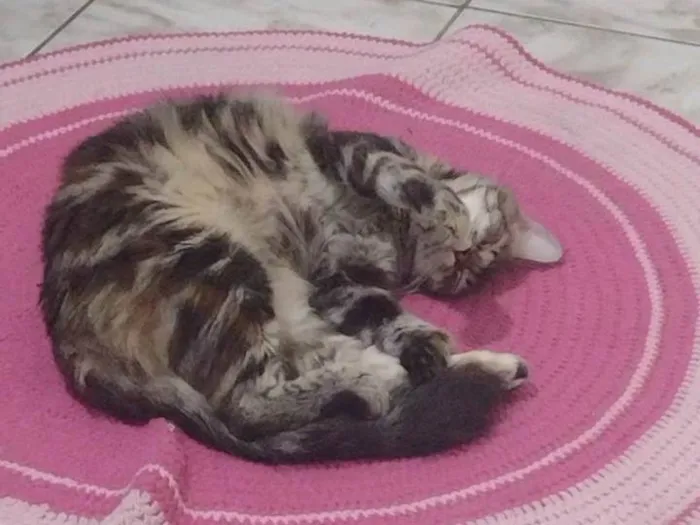 Gato ra a SRD-ViraLata idade 1 ano nome luna 