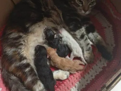 Gato raça SRD-ViraLata idade 1 ano nome luna 