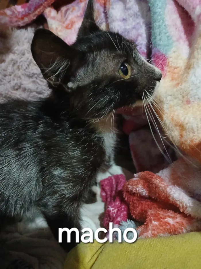 Gato ra a SRD-ViraLata idade 2 a 6 meses nome Sem nome ainda 