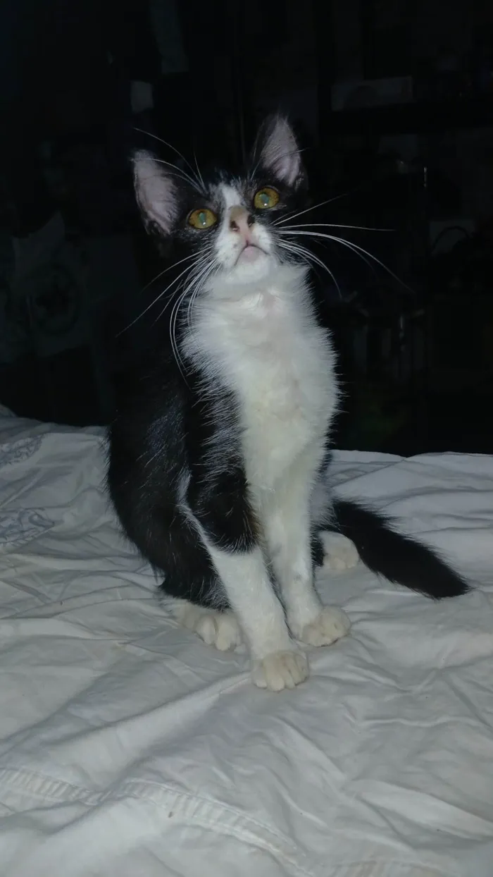 Gato ra a SRD-ViraLata idade 2 a 6 meses nome Sem nome ainda 