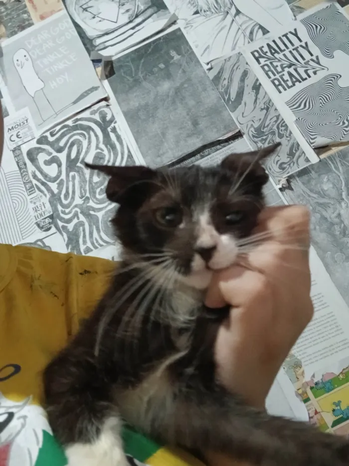 Gato ra a SRD-ViraLata idade 2 a 6 meses nome Sem nome ainda 