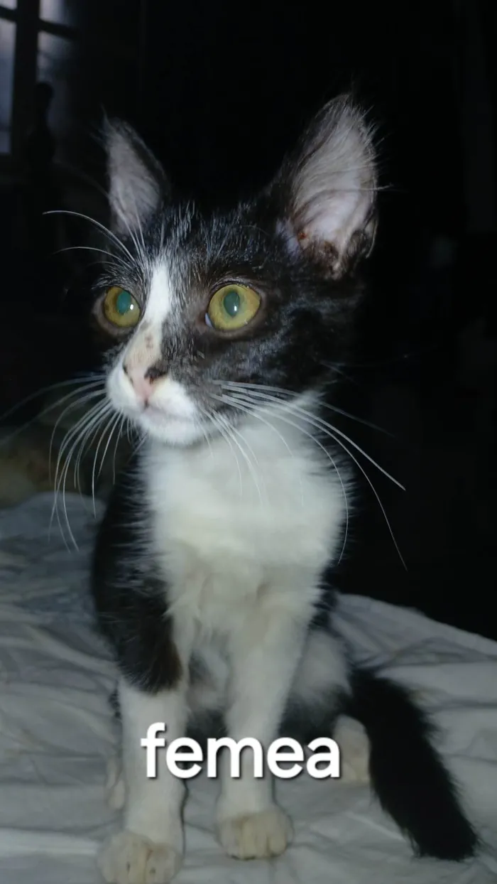 Gato ra a SRD-ViraLata idade 2 a 6 meses nome Sem nome ainda 