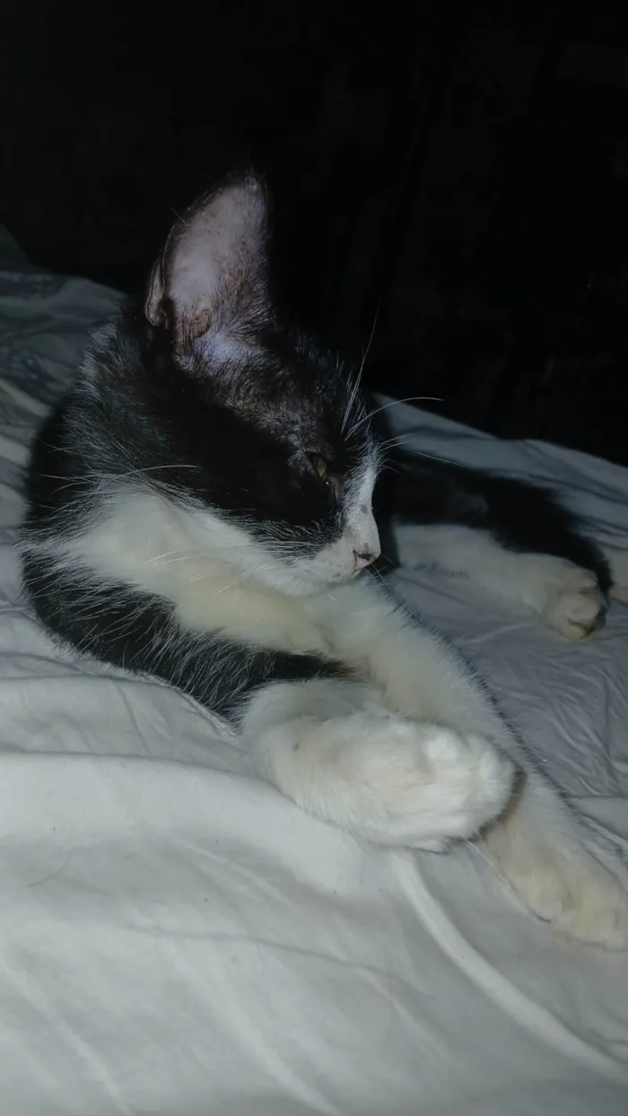 Gato ra a SRD-ViraLata idade 2 a 6 meses nome Sem nome ainda 