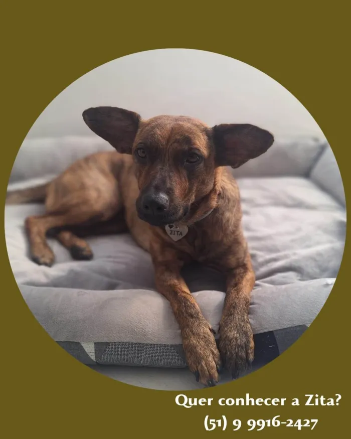 Cachorro ra a SRD-ViraLata idade 1 ano nome Zita