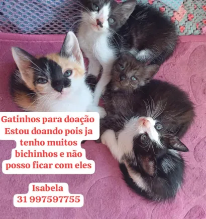 Gato raça SRD-ViraLata idade Abaixo de 2 meses nome Preciso de lar para esses gatinhos com urgência 