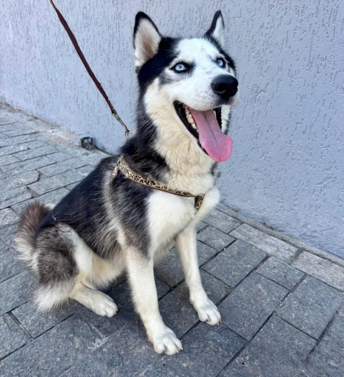 Cachorro ra a Husky Siberiano idade 1 ano nome Set