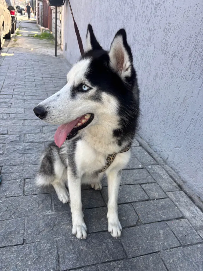 Cachorro ra a Husky Siberiano idade 1 ano nome Set