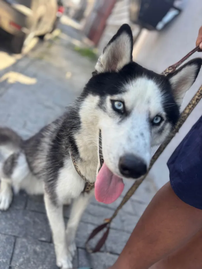 Cachorro ra a Husky Siberiano idade 1 ano nome Set