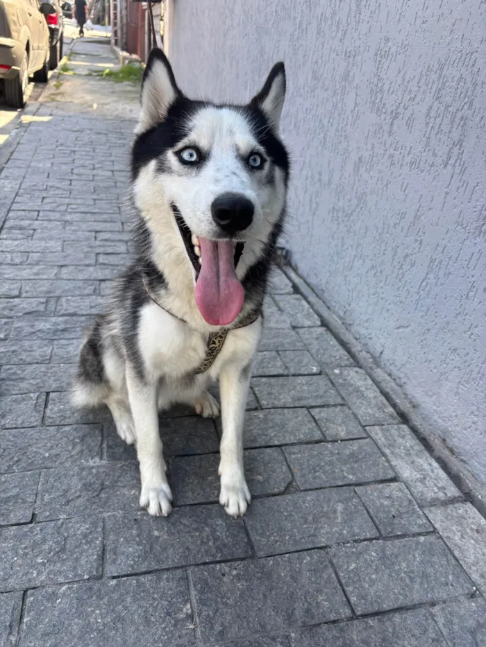 Cachorro ra a Husky Siberiano idade 1 ano nome Set