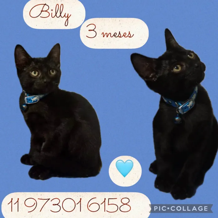Gato ra a SRD-ViraLata idade 2 a 6 meses nome Billy