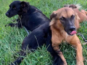 Cachorro raça SRD-ViraLata idade 6 ou mais anos nome Hermes 