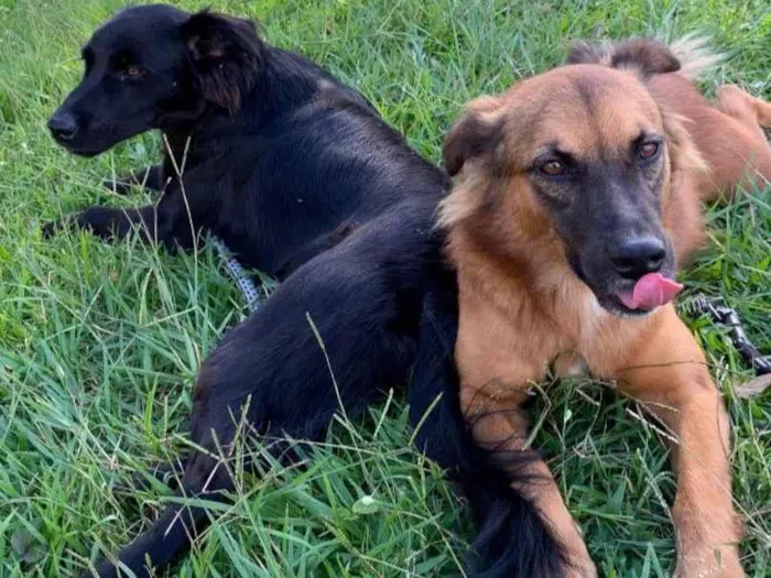 Cachorro ra a SRD-ViraLata idade 6 ou mais anos nome Hermes 