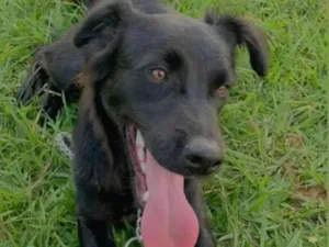 Cachorro raça SRD-ViraLata idade 3 anos nome Bruce 