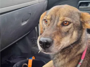 Cachorro raça SRD-ViraLata idade 2 anos nome Eva 