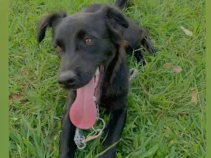 Cachorro raça SRD-ViraLata idade 3 anos nome Bruce 