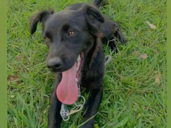 Cachorro ra a SRD-ViraLata idade 3 anos nome Bruce 