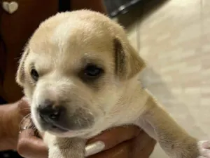 Cachorro raça SRD-ViraLata idade 2 a 6 meses nome Sol