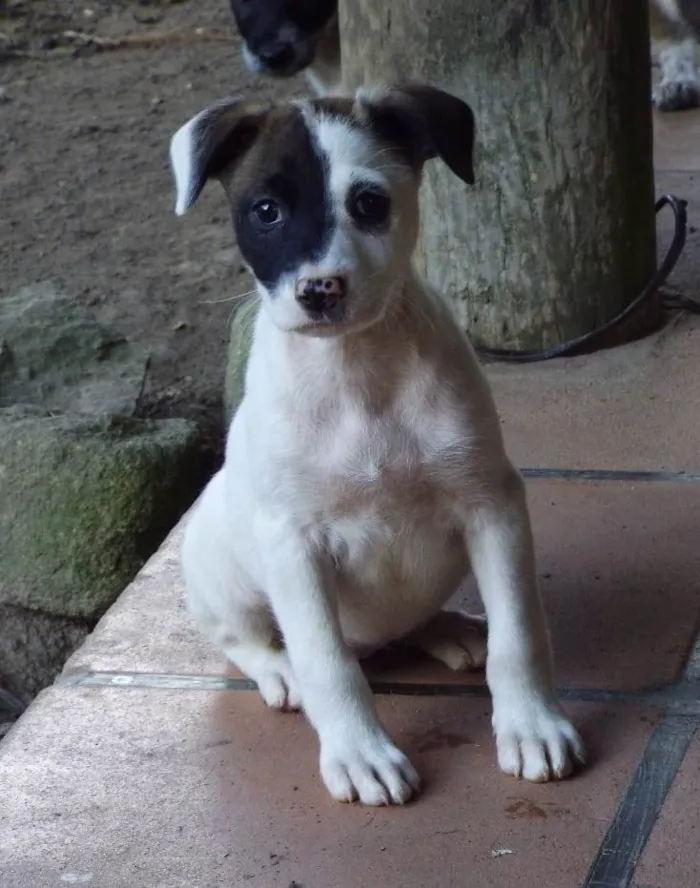 Cachorro ra a SRD-ViraLata idade 2 a 6 meses nome Amora