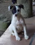 Amora
