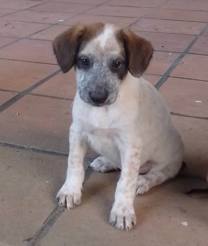 Cachorro ra a SRD-ViraLata idade 2 a 6 meses nome Morango