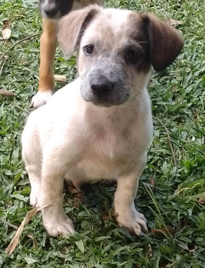 Cachorro ra a SRD-ViraLata idade 2 a 6 meses nome Kiwi