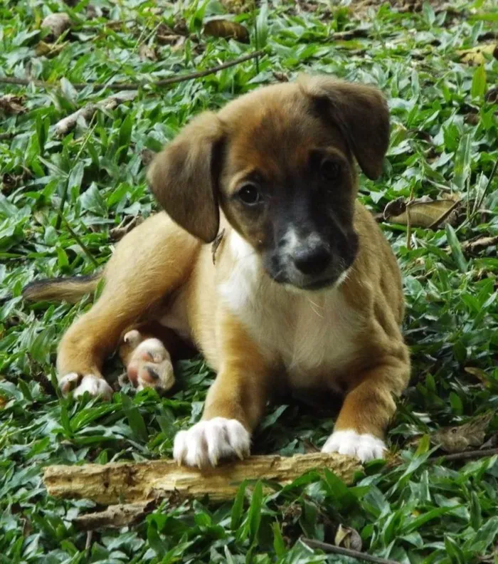 Cachorro ra a SRD-ViraLata idade 2 a 6 meses nome Pitaia