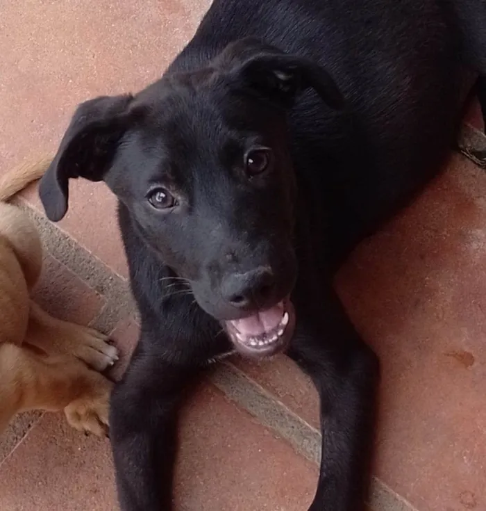 Cachorro ra a SRD-ViraLata idade 2 a 6 meses nome Malagueta
