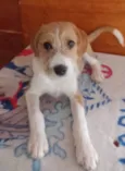 Menino