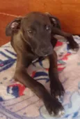 Chorão