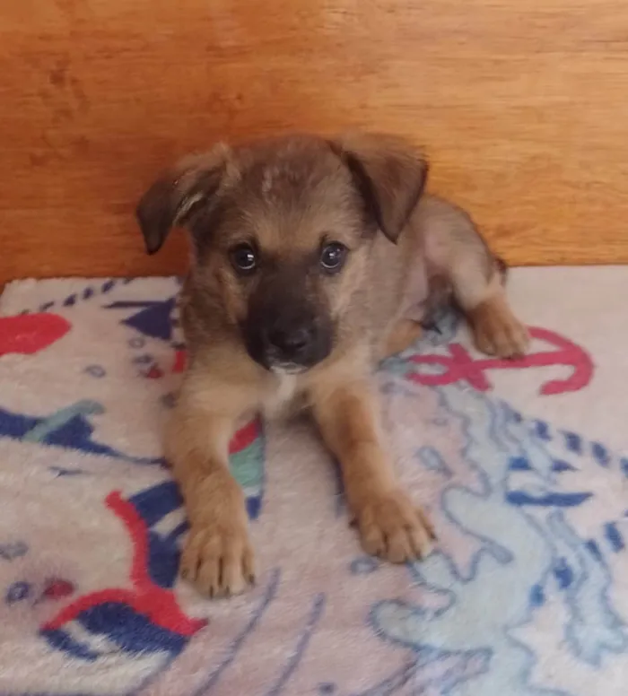 Cachorro ra a SRD-ViraLata idade 2 a 6 meses nome Nino
