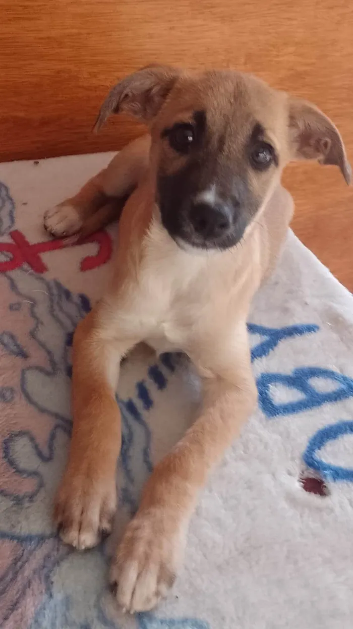 Cachorro ra a SRD-ViraLata idade 2 a 6 meses nome Max