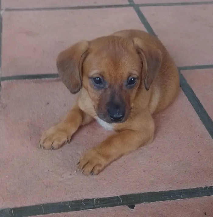 Cachorro ra a SRD-ViraLata idade 2 a 6 meses nome Mate