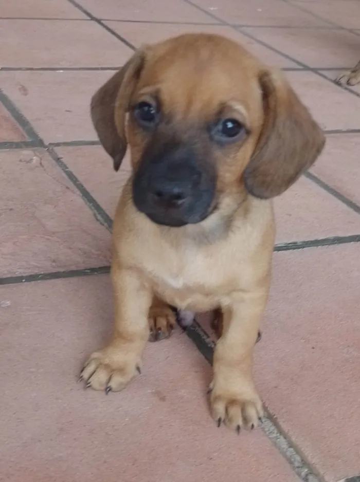 Cachorro ra a SRD-ViraLata idade 2 a 6 meses nome Mané