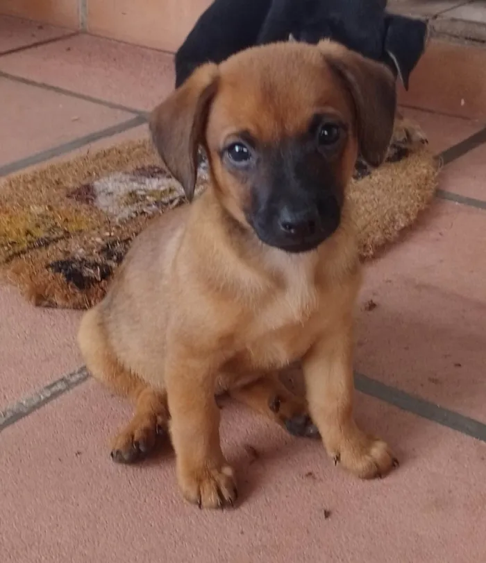 Cachorro ra a SRD-ViraLata idade 2 a 6 meses nome Manú
