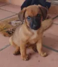 Manú