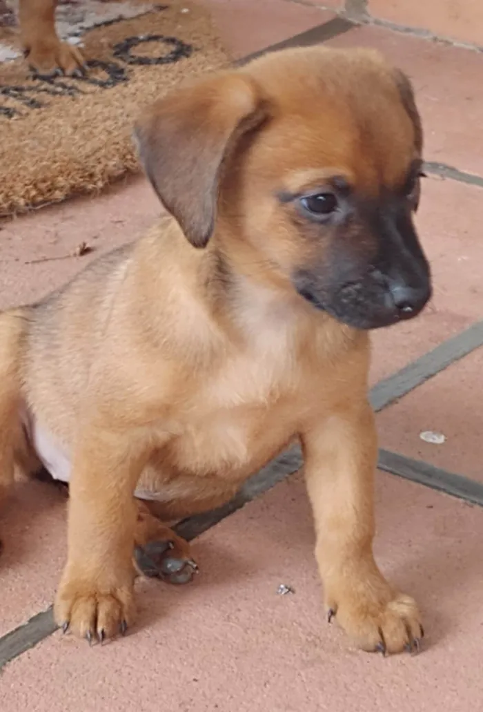 Cachorro ra a SRD-ViraLata idade 2 a 6 meses nome Maia 