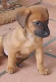 Maia