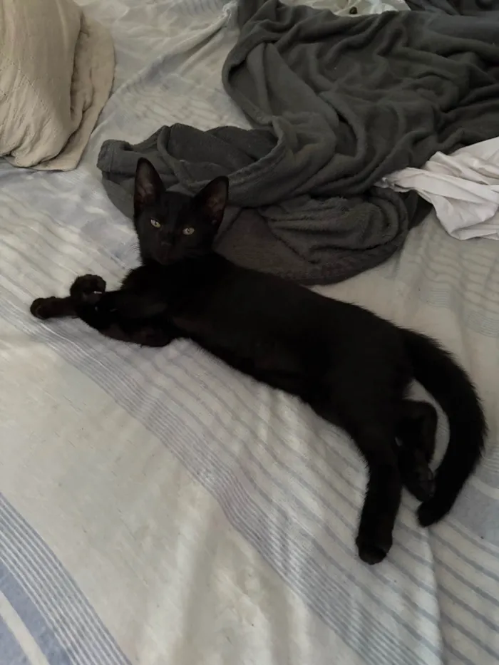 Gato ra a SRD-ViraLata idade 2 a 6 meses nome Bruce