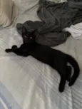 Bruce