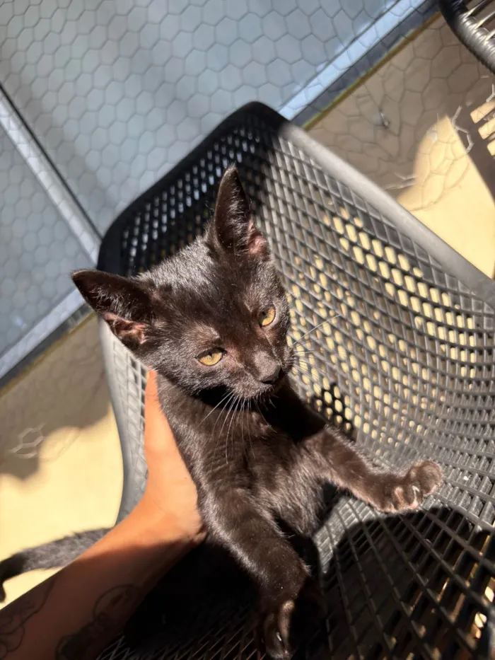 Gato ra a SRD-ViraLata idade 2 a 6 meses nome Bruce